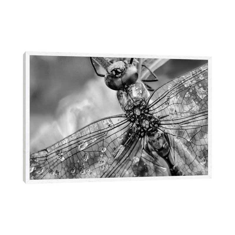 Southern Hawker Dragonfly close up, moisture on wings, New Mexico 1 Piece Wall Art on Canvas, 66.04 cm H x 45.72 cm W