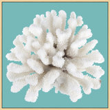Coral Aqua 9' Framed Photographic Print