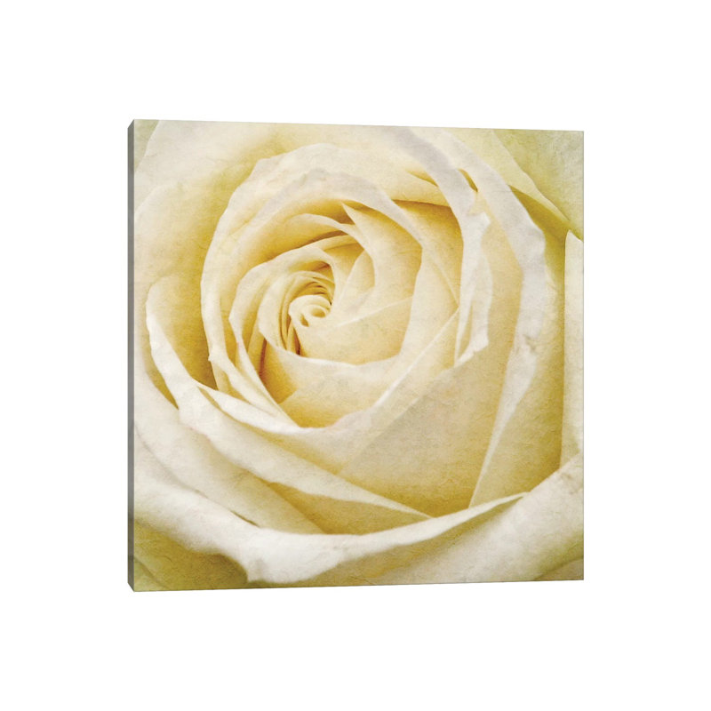 Wall Flower III by Alonzo Saunders - Wrapped Canvas Print, 93.98 cm H x 93.98 cm W x 1.91 cm D