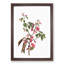 Pink Judas Tree Flowers by Pierre-Joseph Redoute - Picture Frame Painting Print-55584150-55584151