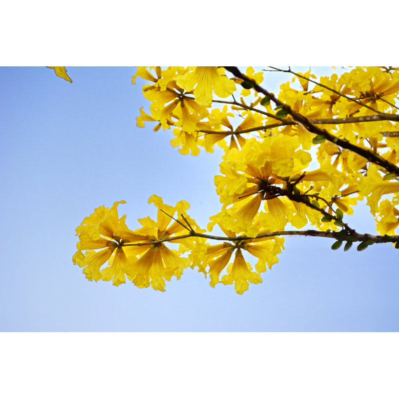 Yellow Ipe - Wrapped Canvas Print, 61cm H x 91cm W