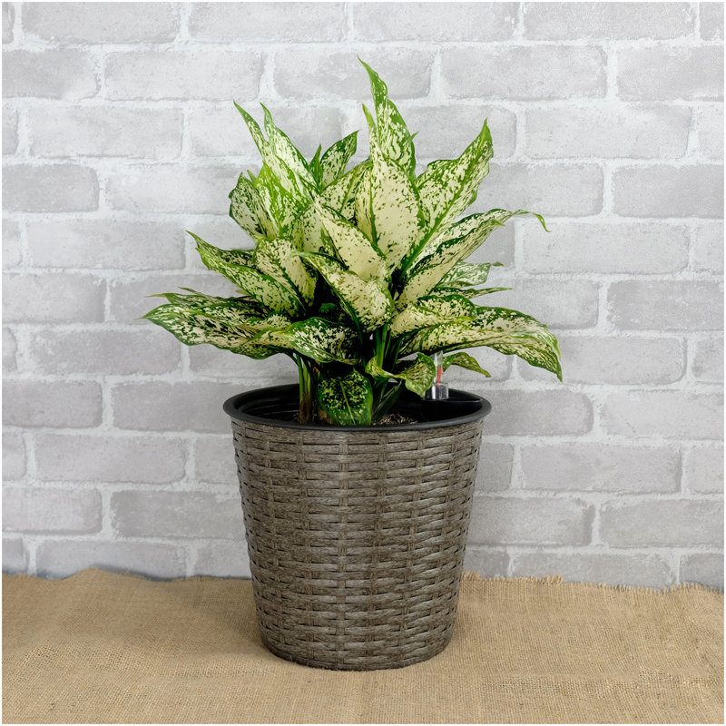 2-Pack Self-Watering Wicker Decor Planter For Indoor And Outdoor - Round - Grey, Gray, Set of 2