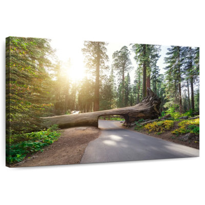Mehar Sequoia Log Tunnel Road