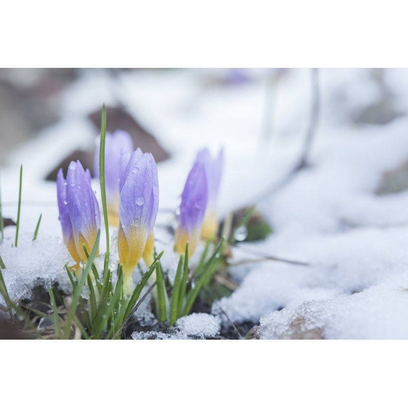 Crocus In The Snow-Covered Garden by Chepko - Wrapped Canvas Print, 30cm H x 46cm W x 3.8cm D