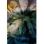 Parvez Taj - Wrapped Canvas Print-16672121