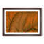 Leaf Veins - Picture Frame Photograph Print-55772191-55772193