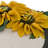 Appliqued Pillow Cover