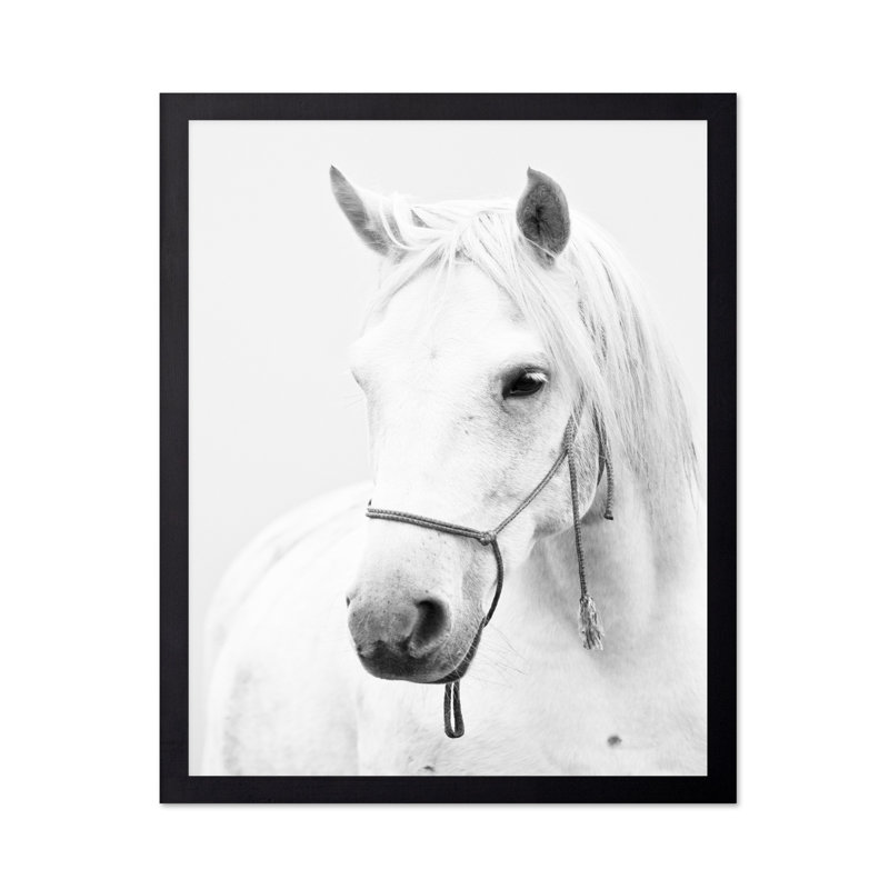 Portrait de cheval blanc, 12"H x 16"W, Poster, Black Framed