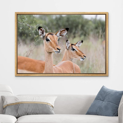 East African Somalian Gerenuk Antelope Duo sur toile