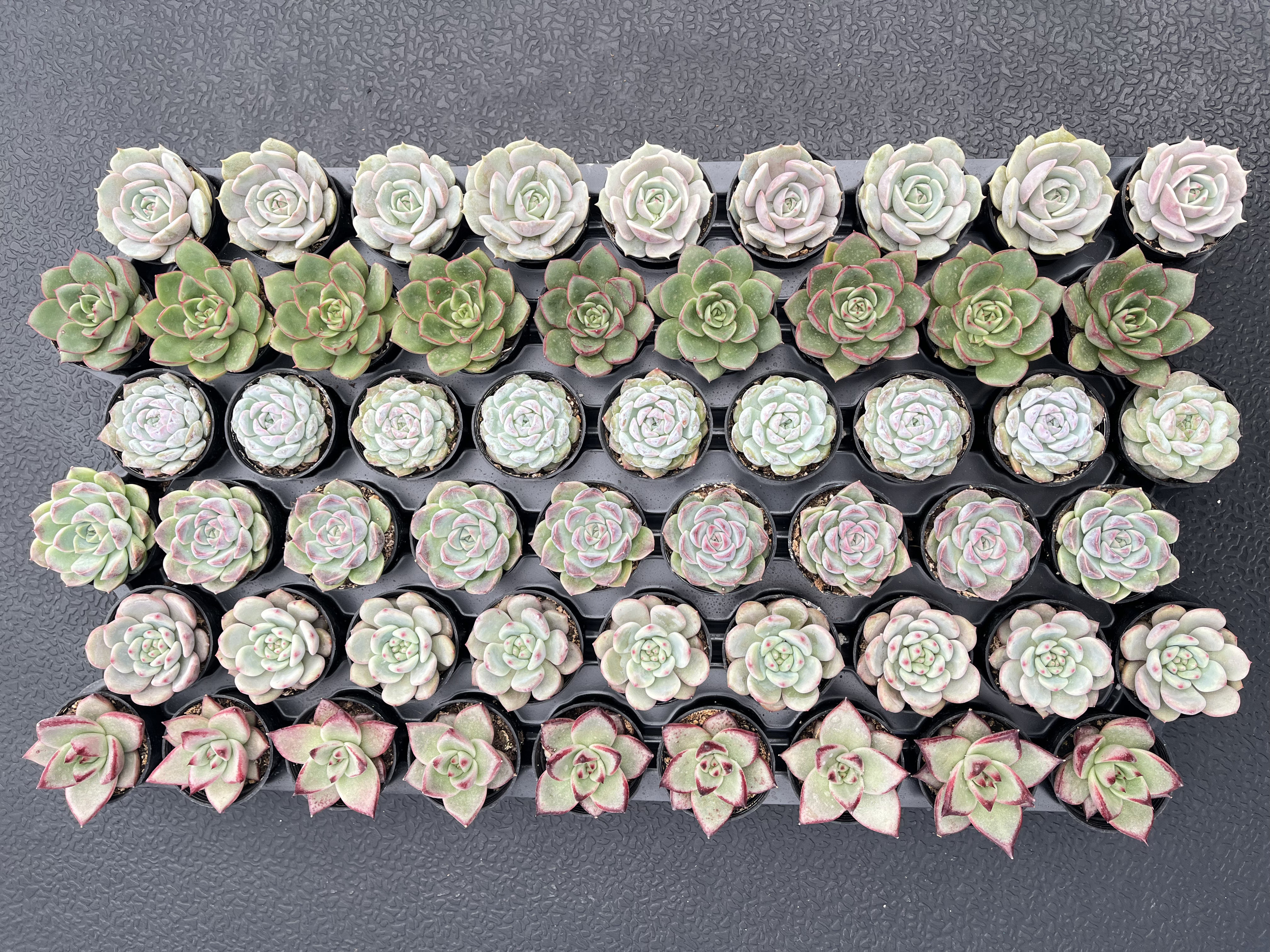 artificial succulent Mini Faux Succulent Plants – April Blooms main image 0