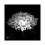 Hydrangea VI, B&W par Magda Indigo - estampe numérique sur toile tendue avec châssis-31920210-73555160-73555161