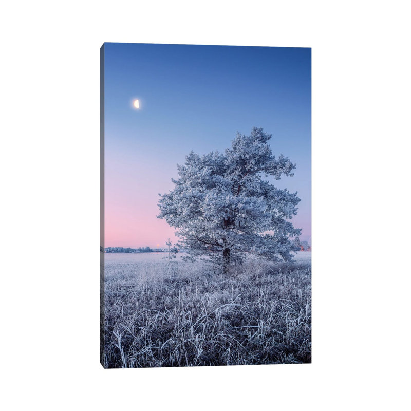 Hoar Frost by Lauri Lohi - Wrapped Canvas Print, 20.32 cm H x 30.48 cm W