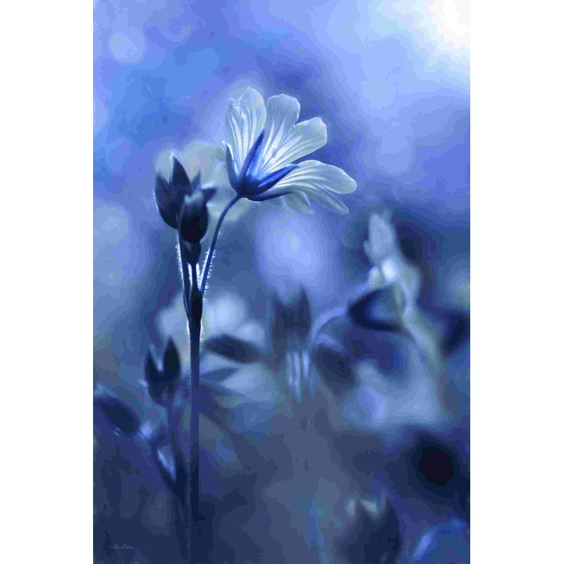 Fleurs bleues et blanches I 2882910, H 18 po x l 12 po