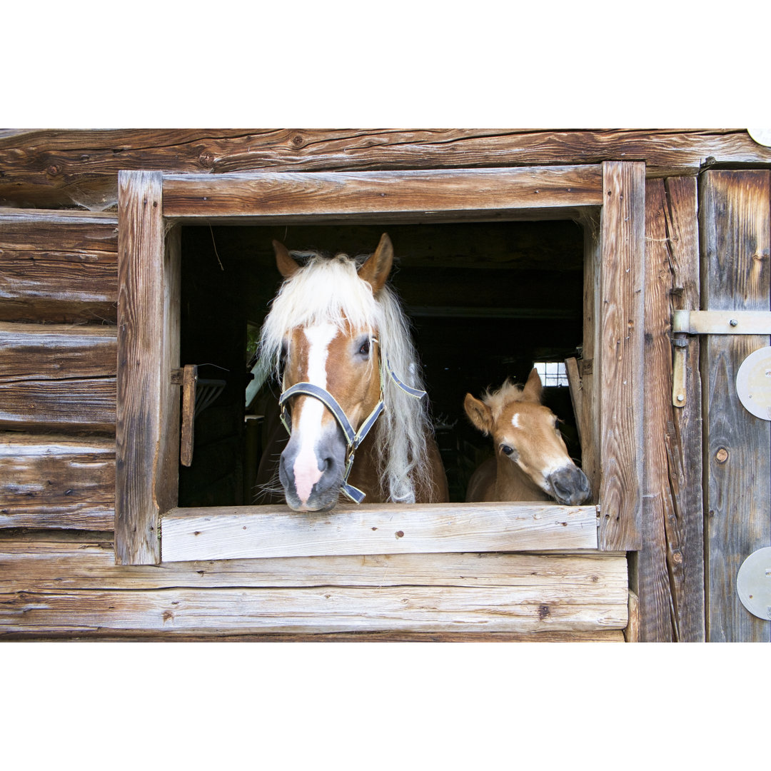 Haflinger Pferd von Mcbrugg - Kunstdrucke auf Leinwand ohne Rahmen