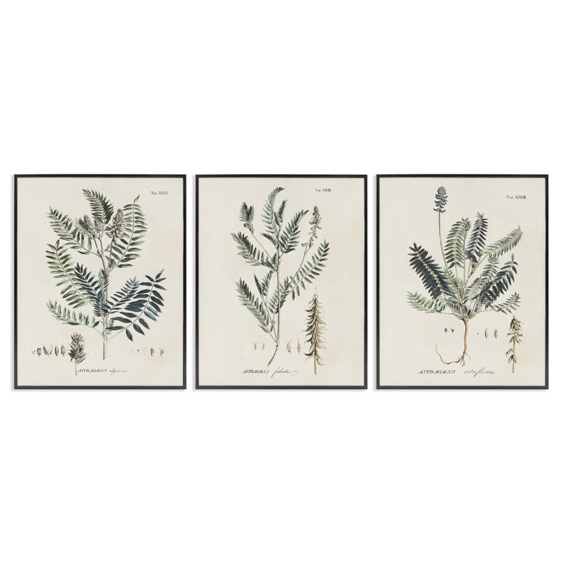 Ensemble de motifs d'herbes vertes et botaniques vertes par Martini, H 14 po x l 11 po, Giclée encadrée noir minuit