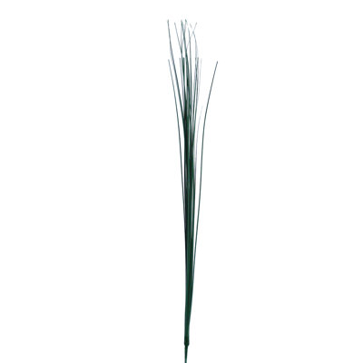 Herbe d'oignon