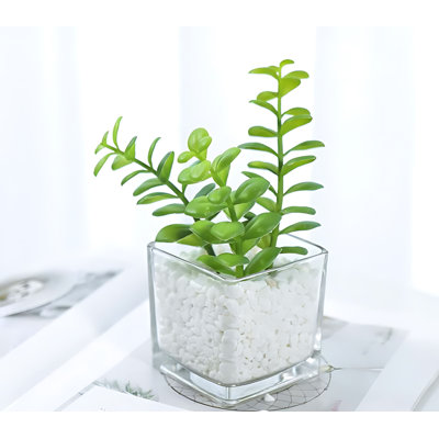 6.29'' Succulent Plant