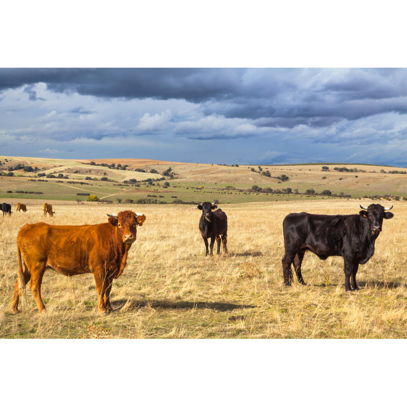 Beautiful Landscape With Cattle by Bluejayphoto - Wrapped Canvas Print, 61cm H x 91cm W