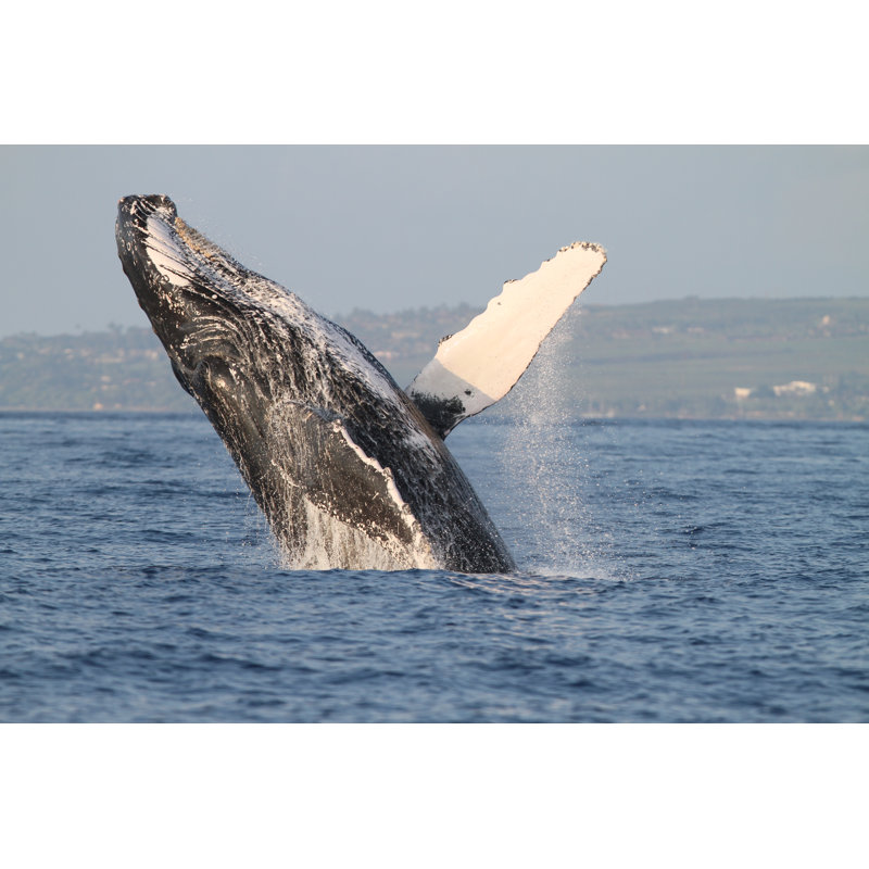 «Humpback Whale Breach» par Adwalsh, H 12 po x l 18 po