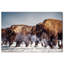 Buffalo Herd In A Snow Landscape Print-69850885-69850886