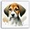 «Loyal Beagle Puppy», reproduction d'art sur toile