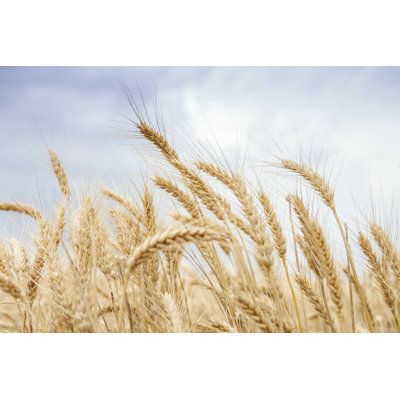 Gold Wheat Field - Photographie sur toile tendue