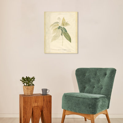 Jacquenette Cinnamomum sur toile