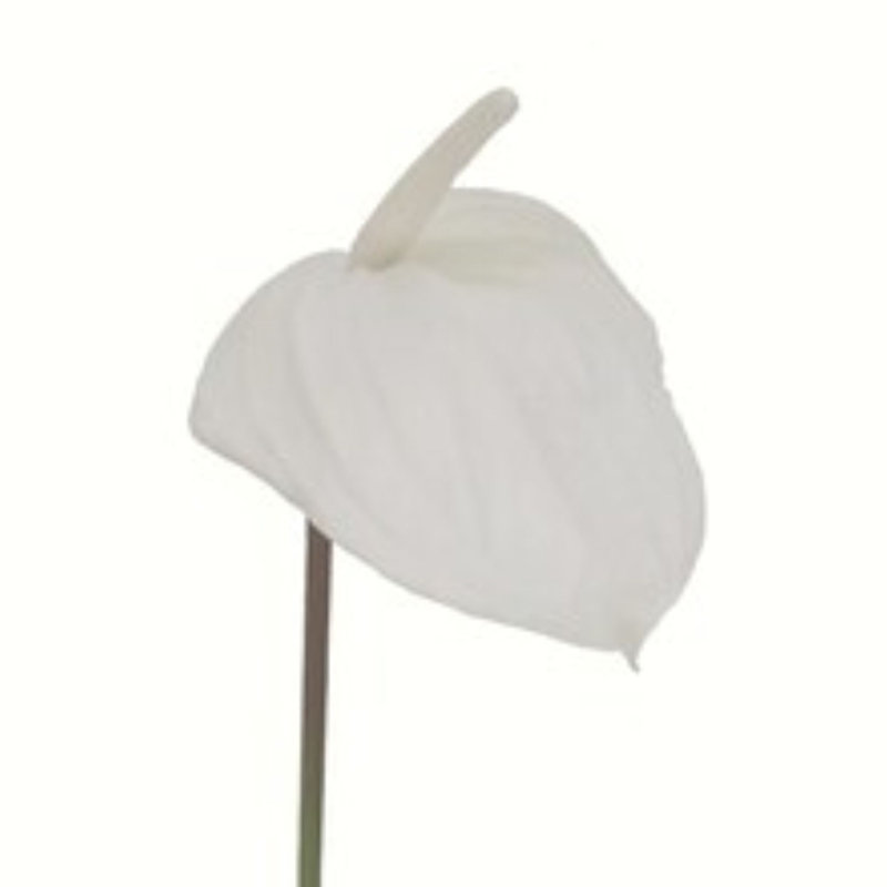 29 po Anthurium - paquet de 4