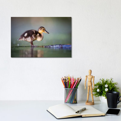 Duckling II by Mateusz Piesiak - Wrapped Canvas Print