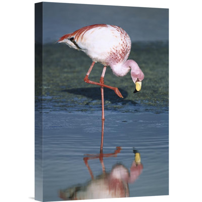 " Puna Flamingo Feeding In Laguna Colorada, Andean Altiplano, Bolivia "