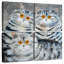 Brampt, Saphy Oakley et Oscar-109086390