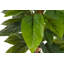 130cm Faux Banana Leaf Plant in Pot