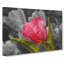 Pink Tulip Flower - Wrapped Canvas-61838664