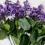 Buisson-638582398