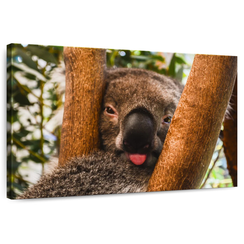 Brampt Funny Koala, 24" H x 36" W