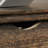 Executive Desk-1361650380