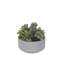 Faux Succulent-850935514