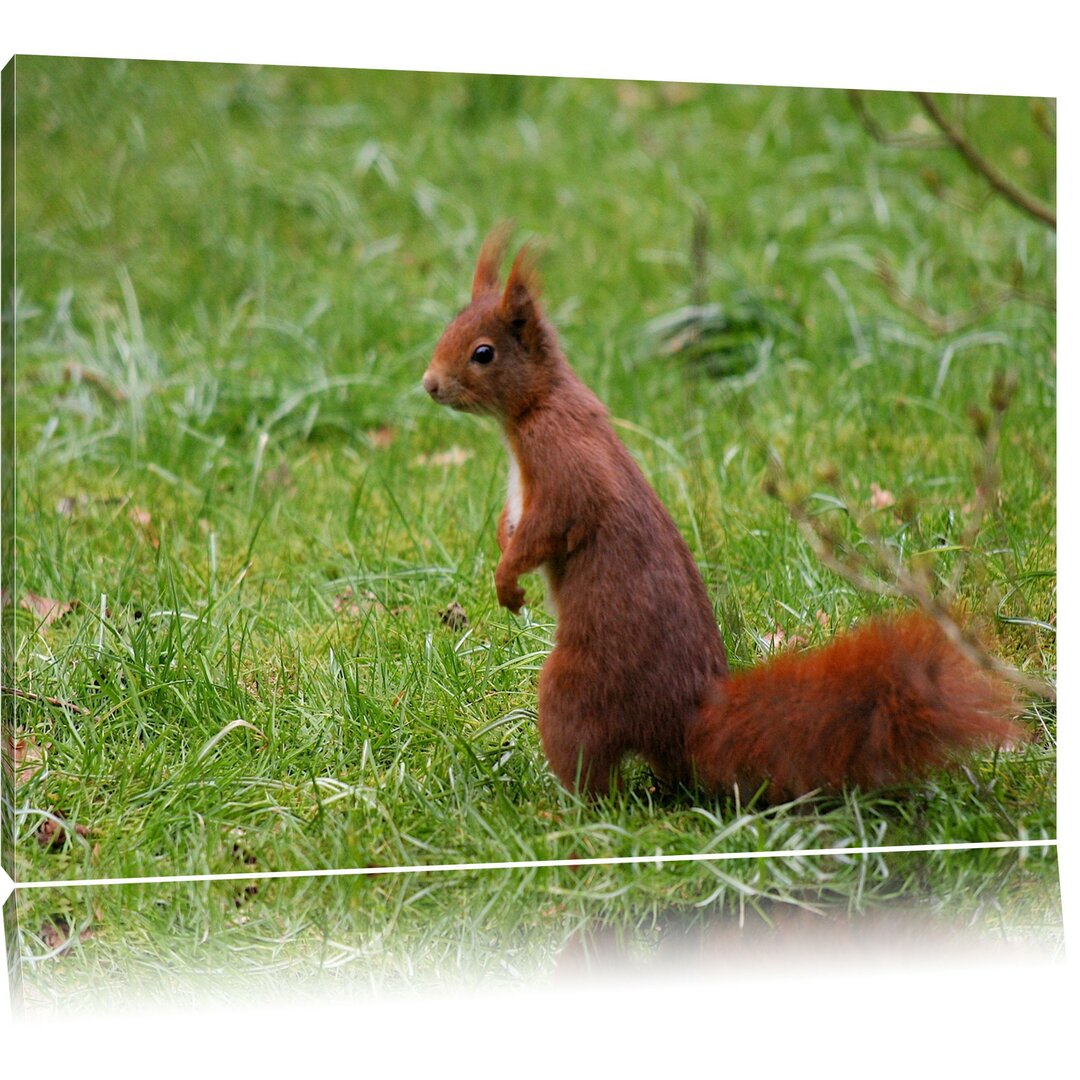 Leinwandbild Eichhörnchen