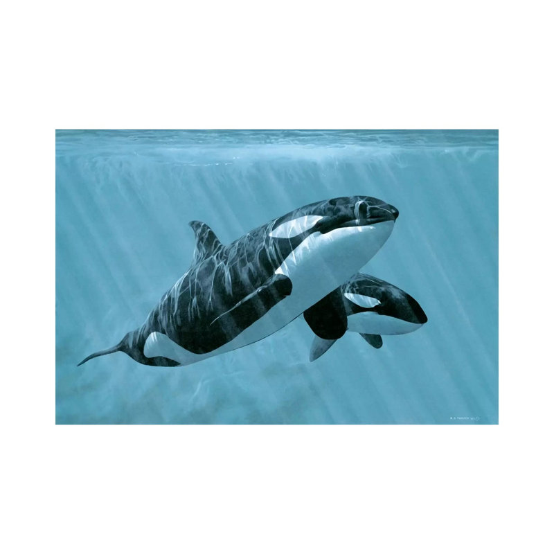 Mother And Son - Orcas by Ron Parker - Wrapped Canvas Print, 152.5 cm H x 101.5 cm W