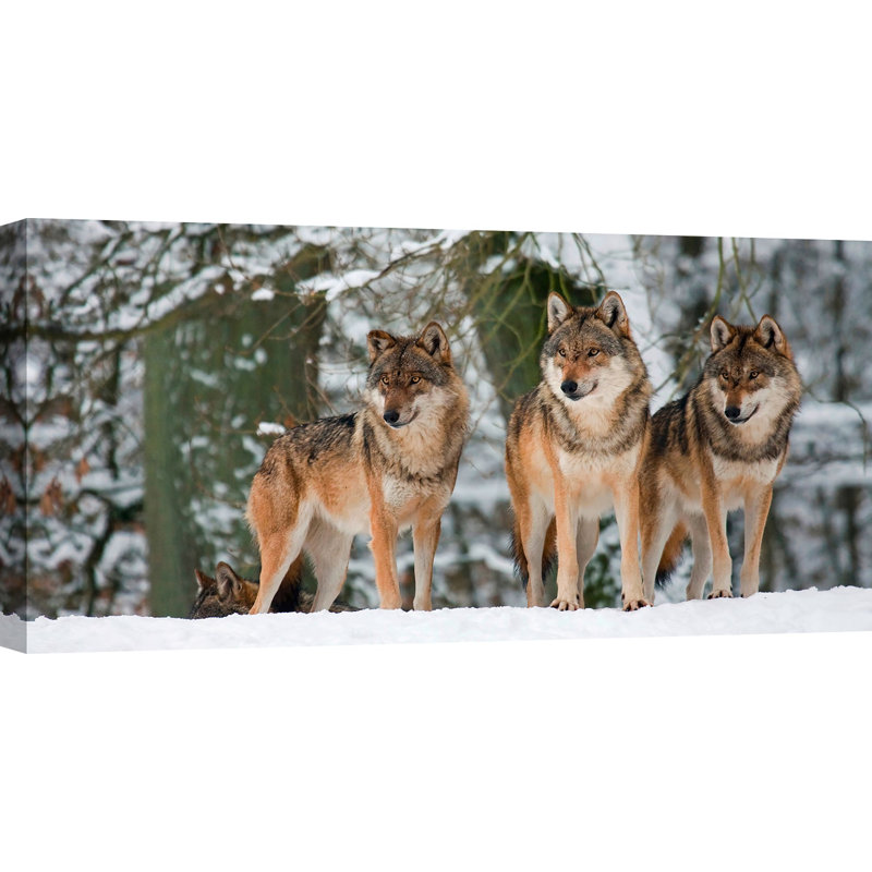 Wolves In The Snow, Germany - Wrapped Canvas Print, 60cm H x 120cm W