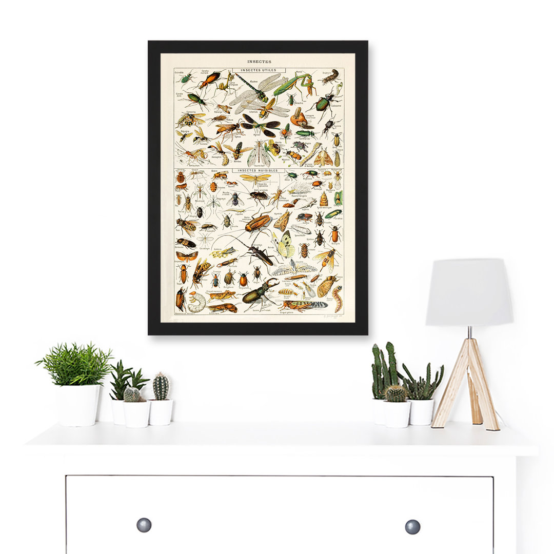 Millot Encyclopedia Vintage Insects Dragonfly Nature - Single Picture Frame Print