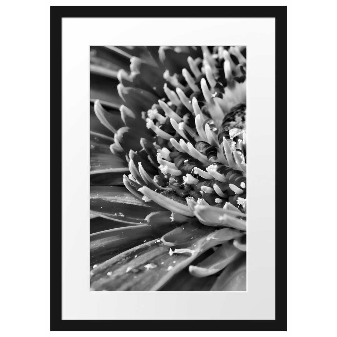 Gerahmtes Poster Gerbera mit Wassertropfen