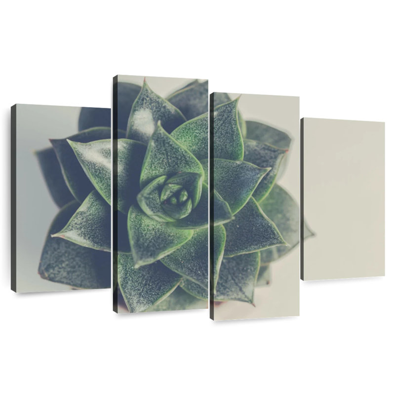 Thornless Succulent, 42" H x 68" W