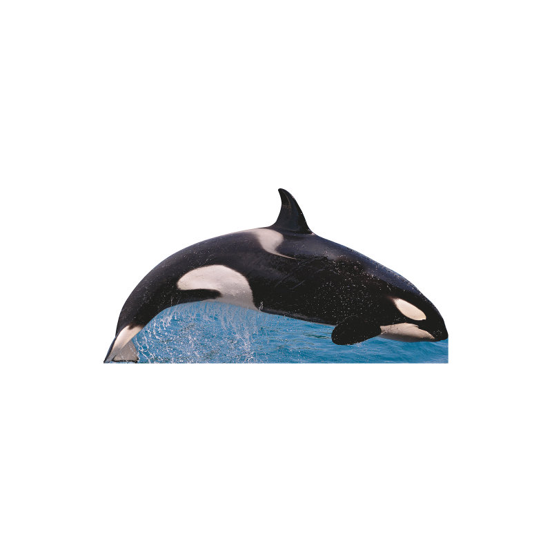 «SP13134 Killer Whale Free Jump»