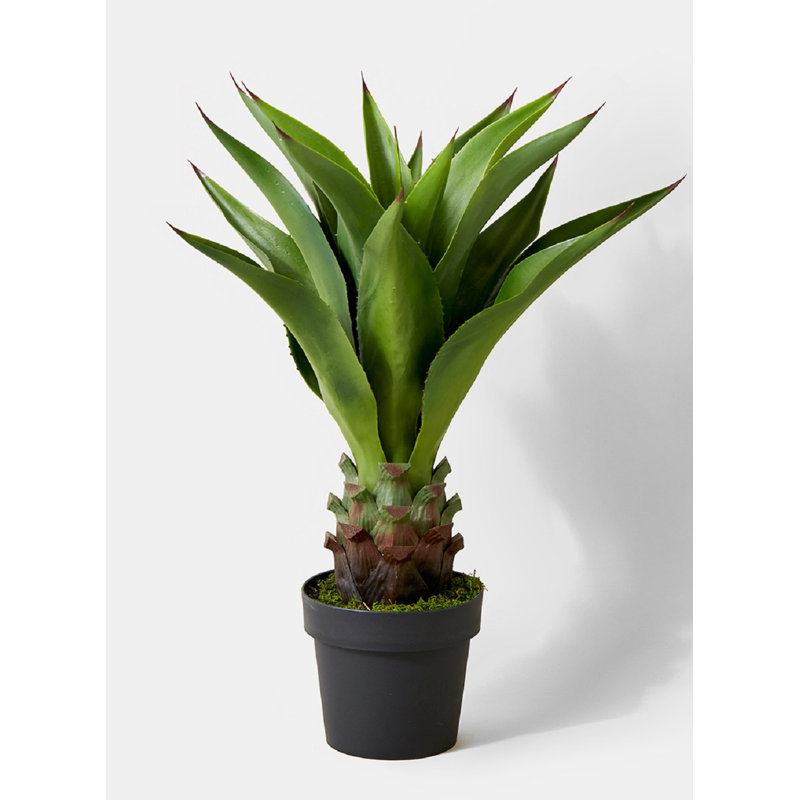Plante agave en pot