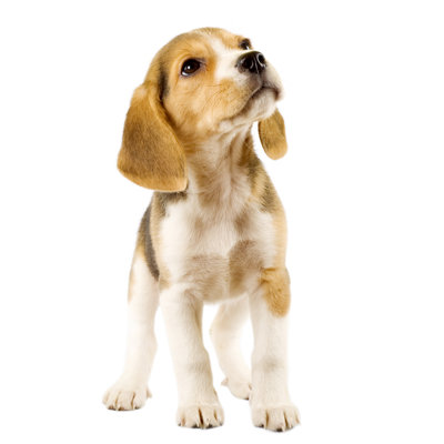 " Beagle Puppy " by Feedough