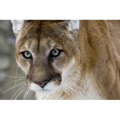 Cougar by MikeLane45 - Wrapped Canvas Print