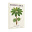 Plantes et fleurs, plante Schefflera, reproduction d'art botanique-388453834