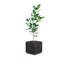 Ely Planter
