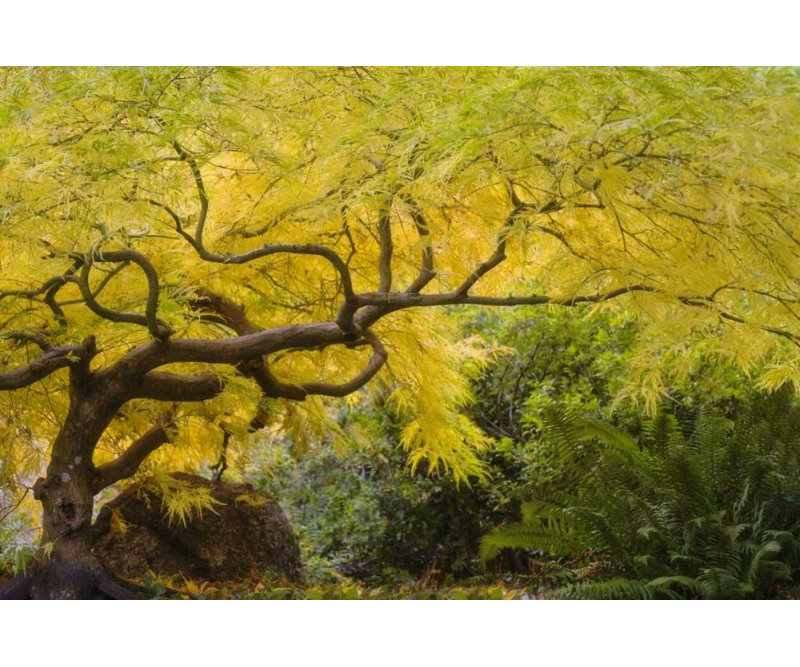 Art sur toile tendue, Astoria Grand Paulson, Don, Oregon, Ashland Lithia Park, H 17 po x l 24 po